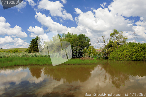 Image of reeds at the pond in summertime