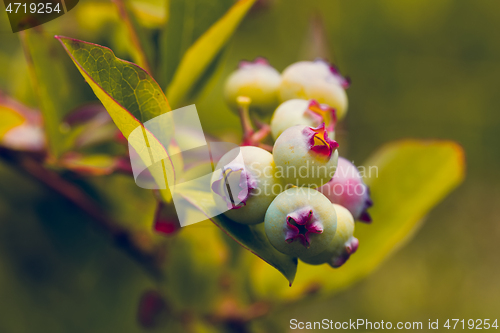 Image of Unripe blue berry fruit in summer garden