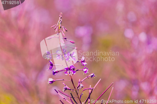 Image of Pink fireweed flowers on spring meadow