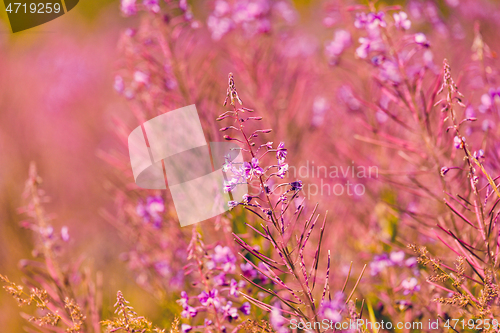 Image of Pink fireweed flowers on spring meadow