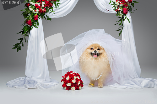 Image of beautiful spitz bride under flower arch