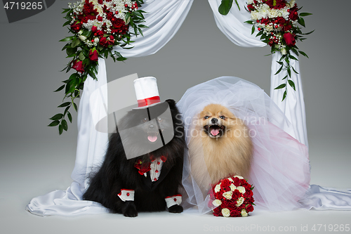 Image of dog wedding couple under flower arch