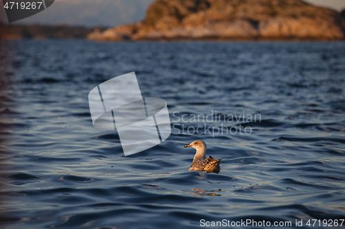 Image of bird on sea water