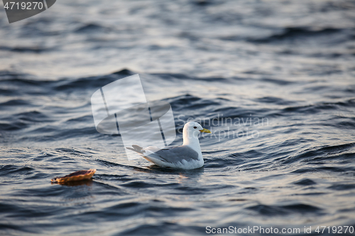 Image of bird on sea water