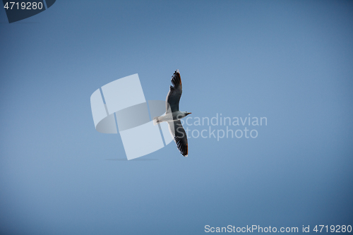 Image of seagull flying in the sky