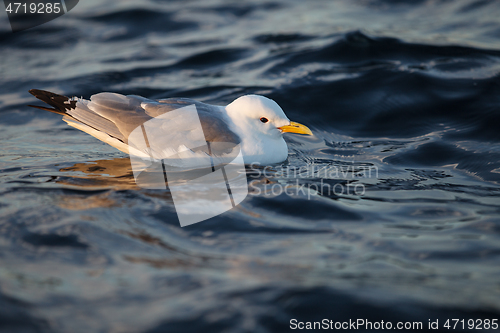 Image of bird on sea water