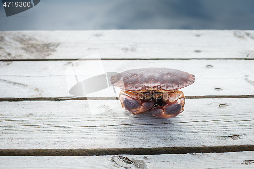 Image of alive crab standing on wooden floor