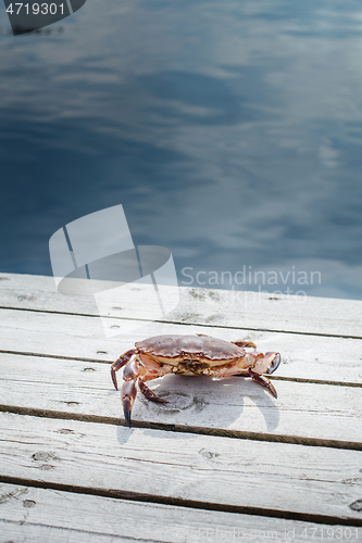 Image of alive crab standing on wooden floor