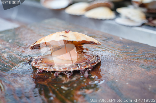 Image of opened scallop shellop with mollusk inside