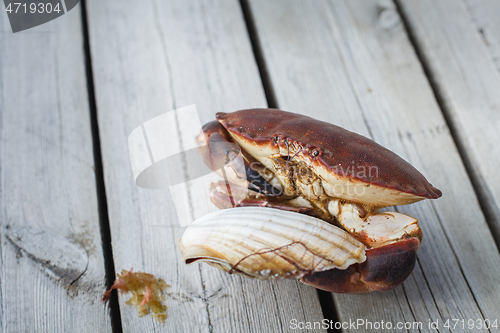 Image of alive crab holding scallop in claw 