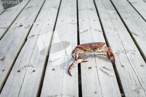 Image of alive crab standing on wooden floor