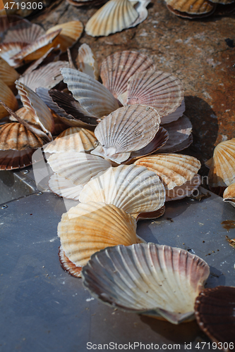 Image of many scallop shells