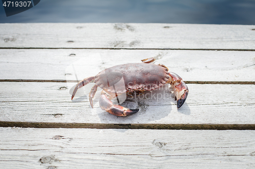 Image of alive crab standing on wooden floor