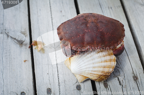 Image of alive crab holding scallop in claw 