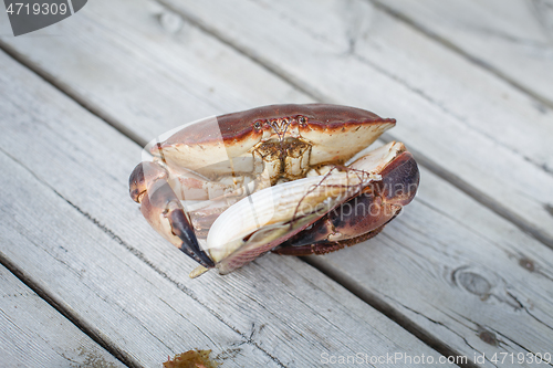 Image of alive crab holding scallop in claw 