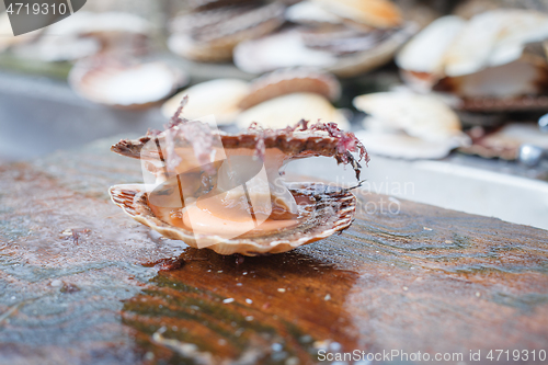 Image of opened scallop shellop with mollusk inside