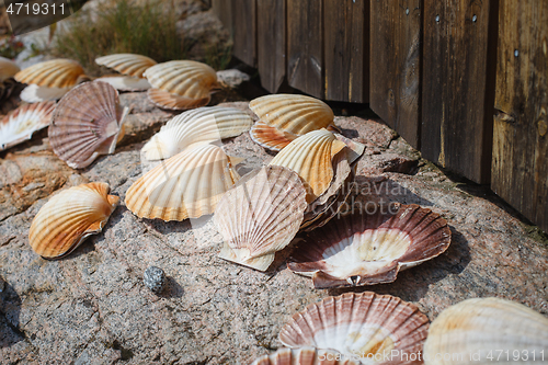 Image of many scallop shells