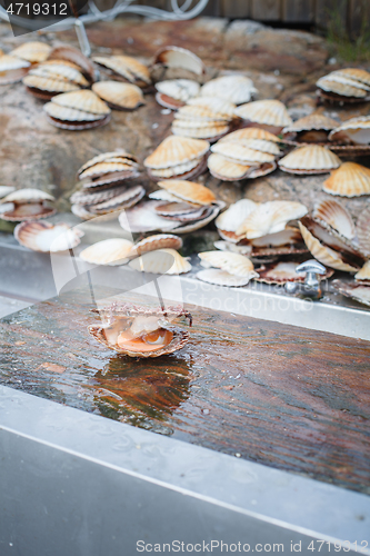 Image of opened scallop shellop with mollusk inside