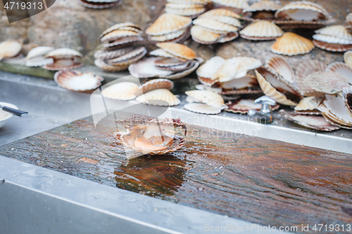 Image of opened scallop shellop with mollusk inside