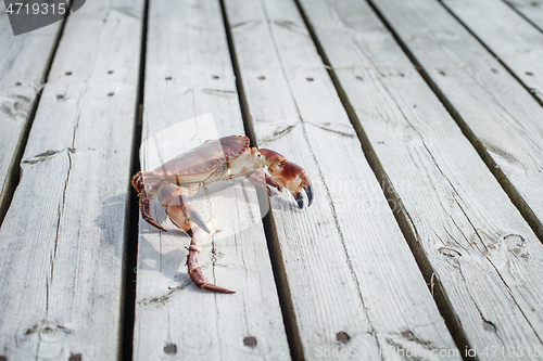 Image of alive crab standing on wooden floor