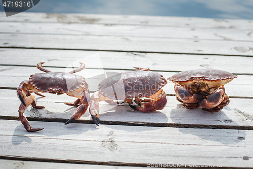 Image of three alive crabs standing on wooden floor