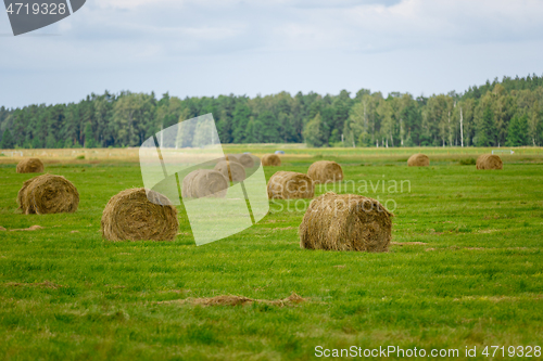 Image of green meadow with hay rolls