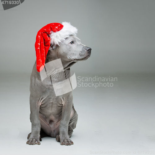 Image of thai ridgeback puppy in xmas hat
