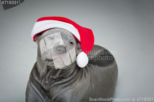 Image of thai ridgeback puppy in xmas hat