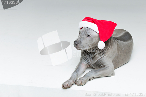 Image of thai ridgeback puppy in xmas hat