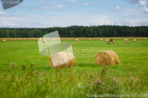 Image of green meadow with hay rolls