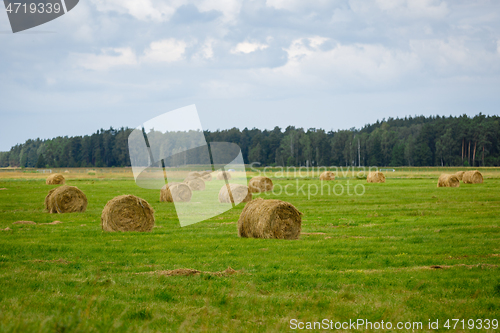 Image of green meadow with hay rolls