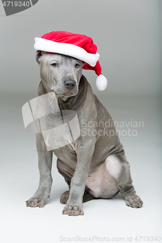 Image of thai ridgeback puppy in xmas hat