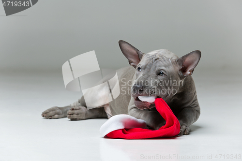 Image of thai ridgeback puppy biting xmas hat