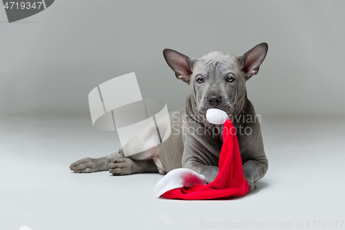 Image of thai ridgeback puppy biting xmas hat