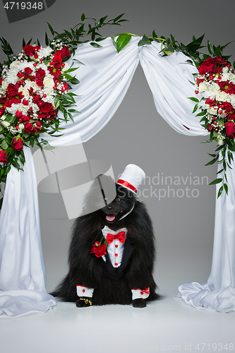 Image of spitz goom under flower arch