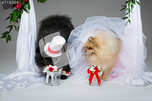 Image of dog wedding couple under flower arch