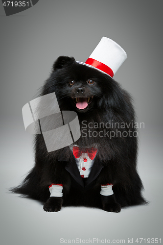 Image of spitz goom in wedding suit