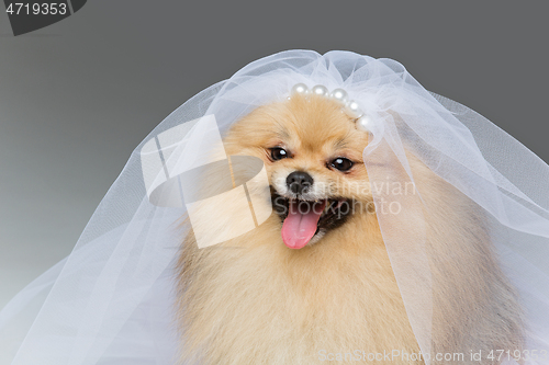 Image of beautiful spitz bride on gray background