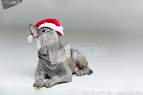 Image of thai ridgeback puppy in xmas hat