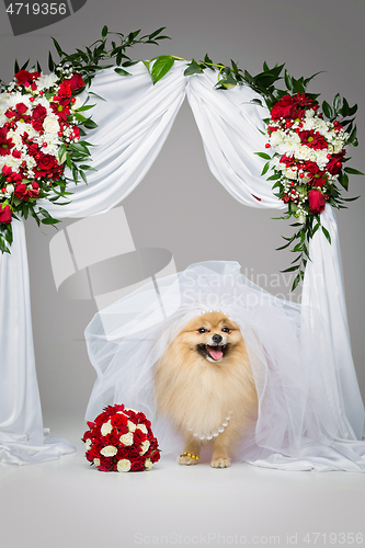 Image of beautiful spitz bride under flower arch