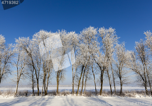 Image of trunk of a bare tree