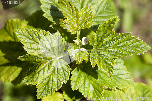 Image of Black currant