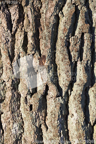 Image of dry pine bark on the trunk