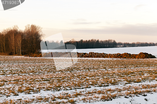 Image of Manure in the field, close-up