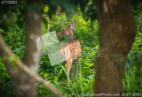 Image of spotted or sika deer in the jungle