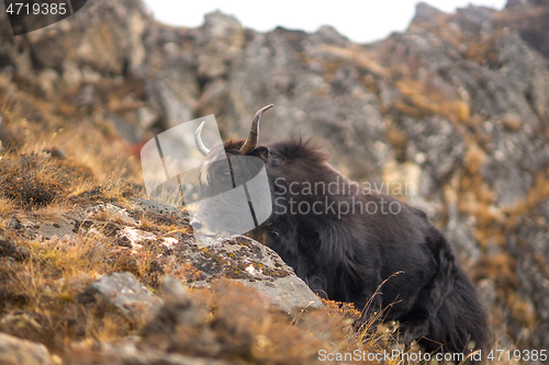 Image of Yak or nak pasture on grass hills in Himalayas