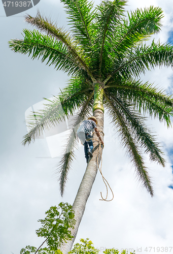 Image of Adult male climbs coconut tree to get coco nuts