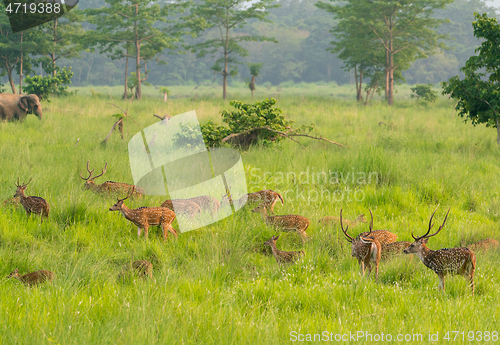 Image of Sika or spotted deers herd in the elephant grass