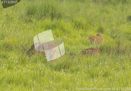 Image of Sika or spotted deers herd in the elephant grass