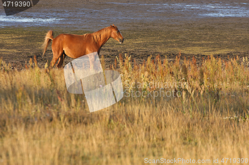 Image of Horses in a field in Sweden in the summer